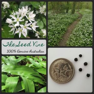 allium-ursinum-wild-garlic-seeds - MAIN