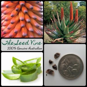 aloe-ferox-cape-aloe-seeds-MAIN