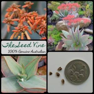 aloe-striata-coral-aloe-seeds-MAIN