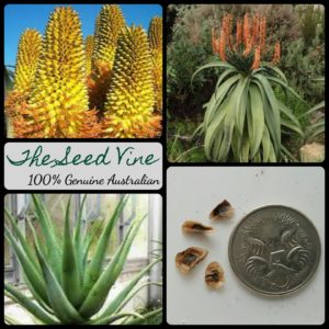 aloe-thraskii-dune-aloe-seeds - MAIN