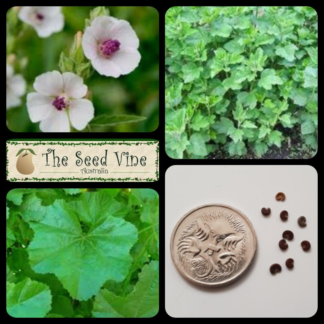 thumbnail image 2 of Black Marshmallow Plant Althaea Officinalis Malvaceae 2 of 14