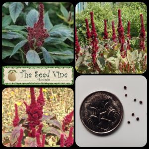 amaranthus-cruentus-red-cathedral-main
