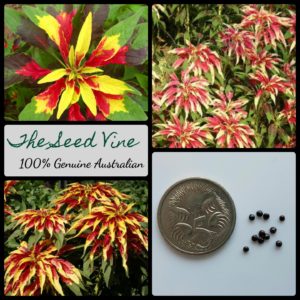 amaranthus-tricolor-josephs-coat-main