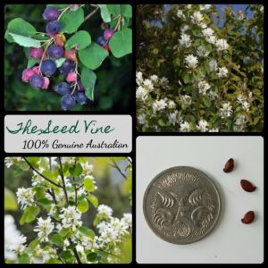 amelanchier-alnifolia-saskatoon-serviceberry-fruit-seeds - MAIN