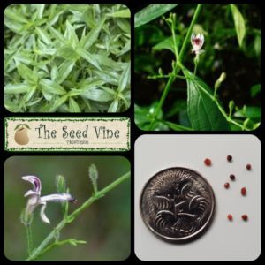 andrographis-paniculata-king-bitters-main