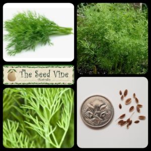 anethum-graveolens-dill-main