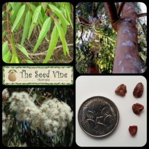 angophora-costata-sydney-red-gum-main