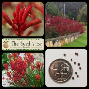 anigozanthos-flavidus-kangaroo-paw-red-main