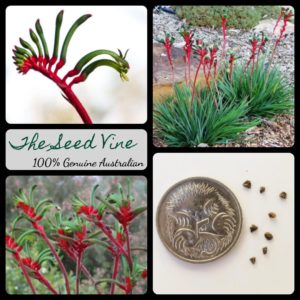 anigozanthos-manglesii-red-green-kangaroo-paw-seeds - MAIN