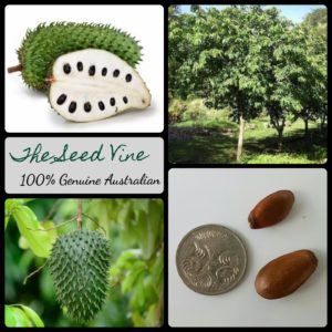 annona-muricata-soursop-guanabana-fruit-tree-seeds-MAIN