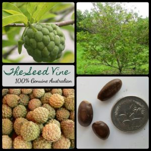 annona-squamosa-custard-apple-fruit-tree-seeds-MAIN