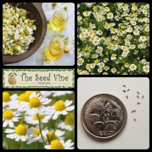 anthemis-nobilis-chamomile-roman-main