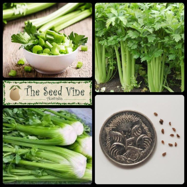 Apium graveolens - Utah Celery (Organic) - The Seed Vine