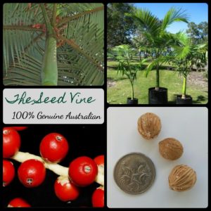 archontophoenix-alexandrae-alexander-palm - MAIN