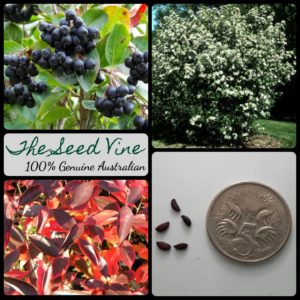 aronia-melanocarpa-black-chokeberry-fruit-seeds-MAIN