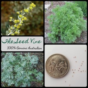 artemisia-absinthium-wormwood-seeds - MAIN