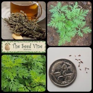 artemisia-vulgaris-mugwort-main