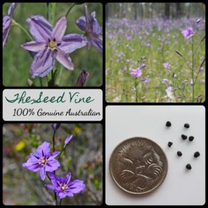 arthropodium-strictum-chocolate-lily-flower-seeds - MAIN