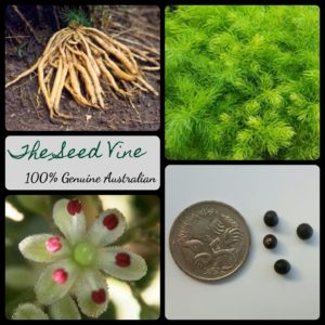 asparagus-racemosus-shatavari-plant-seeds - MAIN