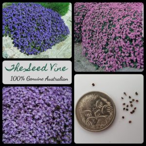 aubrieta-cultorum-mixed-flower-seeds - MAIN