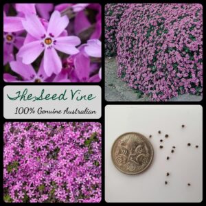 Aubrieta cultorum - Pink Aubrieta