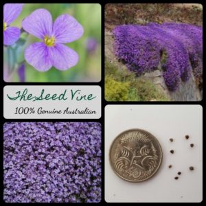 aubrieta-cultorum-purple-flower-seeds - MAIN