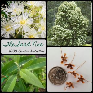 backhousia-citriodora-lemon-myrtle-tree-seeds - MAIN