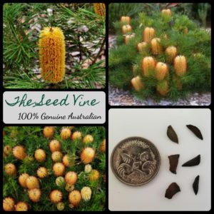 banksia-spinulosa-hairpin-banksia-seeds - MAIN