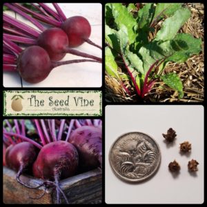 beta-vulgaris-beetroot-early-wonder-main