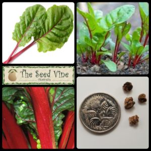 beta-vulgaris-chard-ruby-main