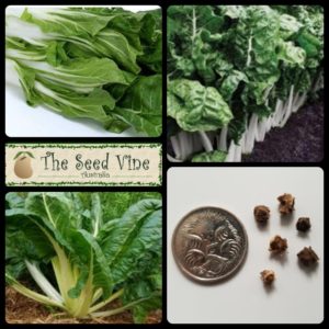 beta-vulgaris-silverbeet-fordhook-giant-main