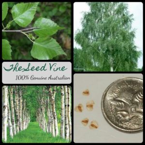 betula-pendula-silver-birch-tree-seeds - MAIN