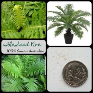 blechnum-gibbum-dwarf-tree-fern-spores-seeds - MAIN