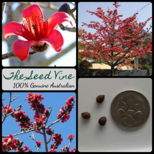 bombax-ceiba-red-silk-cotton-tree-seeds - MAIN