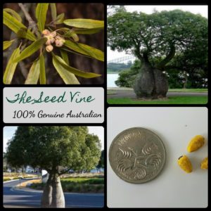 brachychiton-rupestris-queensland-bottle-tree-seeds - MAIN