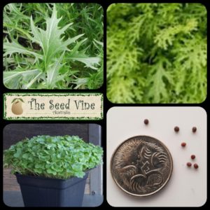 brassica-juncea-mustard-lime-streaks-main