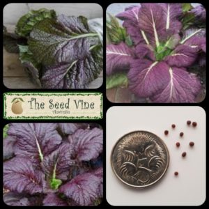 brassica-juncea-mustard-red-giant-main