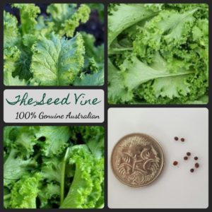 brassica-juncea-mustard-seeds - MAIN