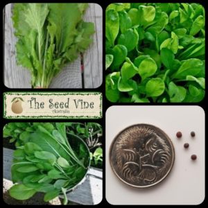 brassica-juncea-mustard-tendergreen-main