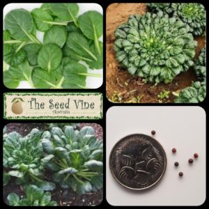 brassica-narinosa-tatsoi-organic-main