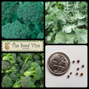 brassica-oleracea-broccoli-di-ciccio-main