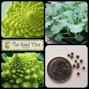brassica-oleracea-broccoli-romanesco-main