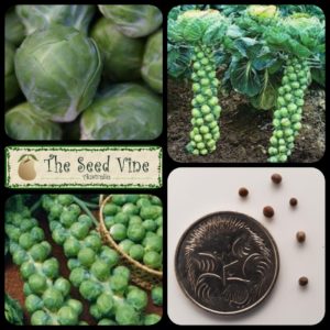 brassica-oleracea-brussel-sprouts-groningen-main