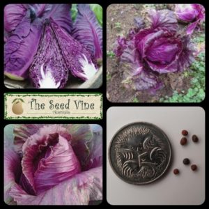 brassica-oleracea-cabbage-kalibos-main