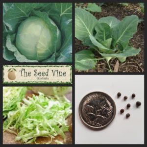 brassica-oleracea-cabbage-sugarloaf-main