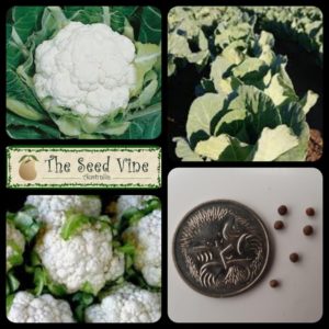 brassica-oleracea-cauliflower-all-year-main