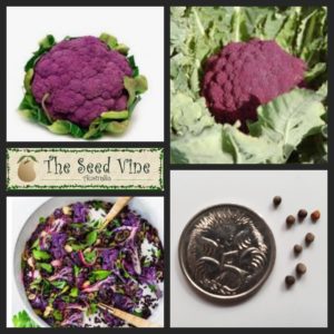 brassica-oleracea-cauliflower-purple-main