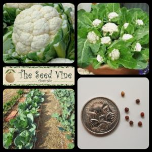 brassica-oleracea-cauliflower-snowball-main