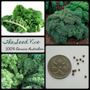 brassica-oleracea-dwarf-green-curled-kale-seeds - MAIN