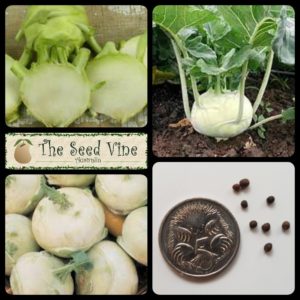 brassica-oleracea-kohl-rabi-main